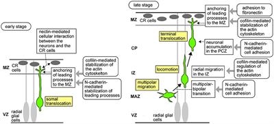 Control of Neuronal Migration and Aggregation by Reelin Signaling in the Developing Cerebral Cortex